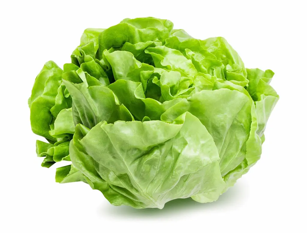 lettuce2.webp