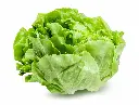 lettuce2.webp
