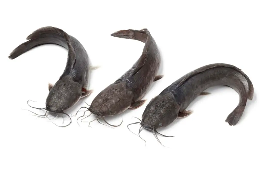 Catfish-Farming-in-the-Philippines5.webp