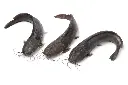 Catfish-Farming-in-the-Philippines5.webp