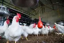 Chickens-poultry-farm-GettyImages-172865885-58b6ffe75f9b58604670f80c.webp