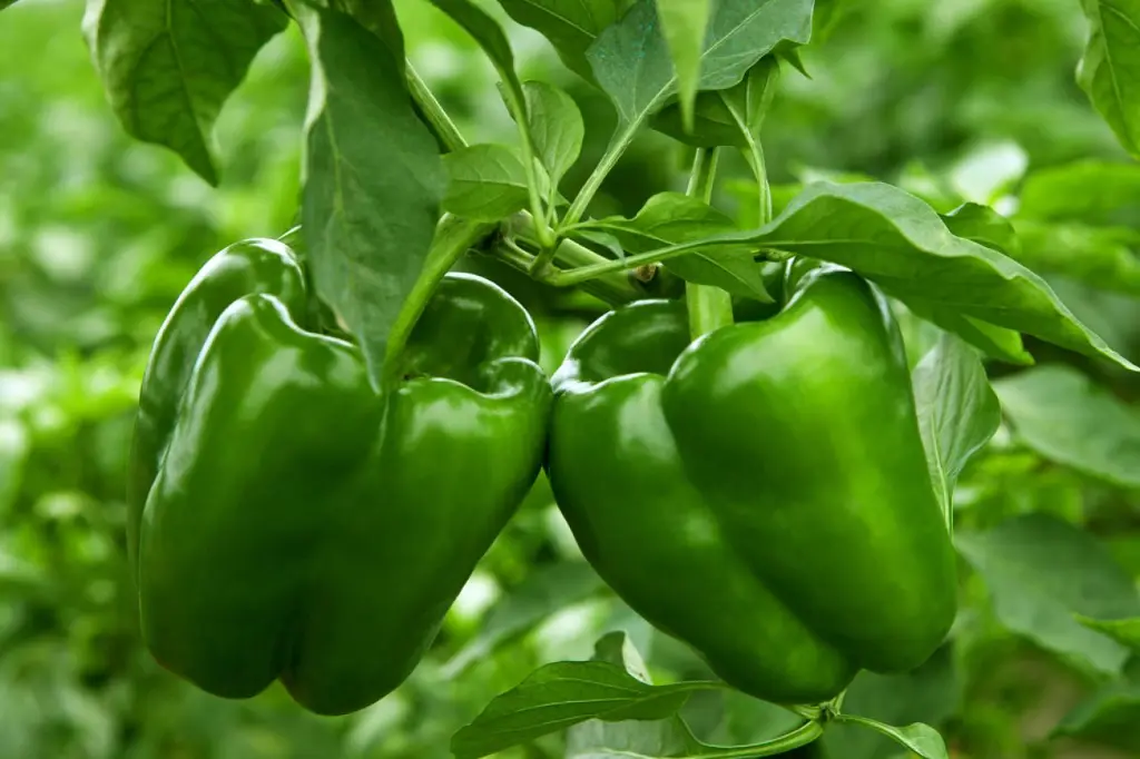 green pepper.webp