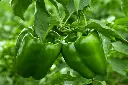green pepper.webp