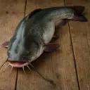 Mari Hybrid Fish