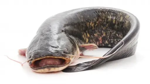 Mari Hybrid Fish