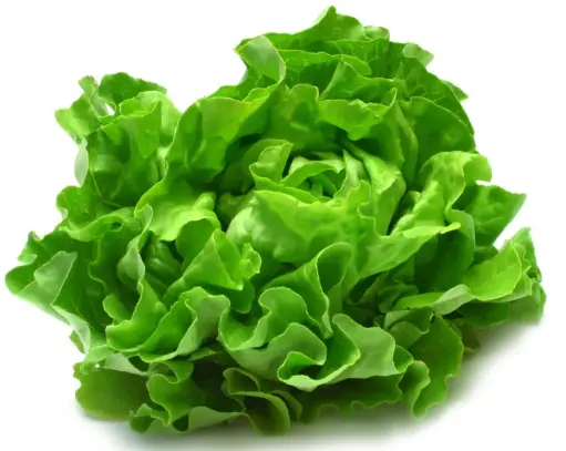Lettuce 1 Kg